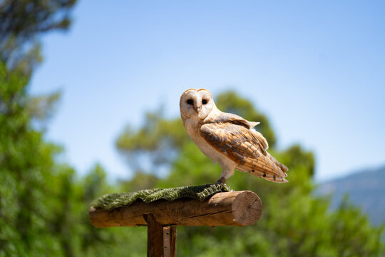 Barn owl perched on wooden stand outdoors