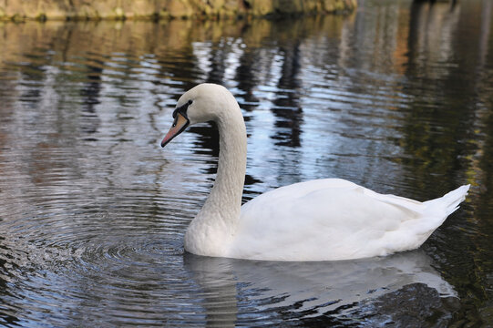 Portrait of single white swan (cygnus olor) in the water of the pond. Nature, wild fauna, birdwatching, wildlife protection concept.