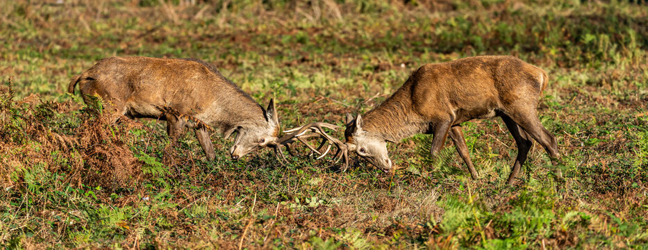 watching deer during the rut in richmond park england