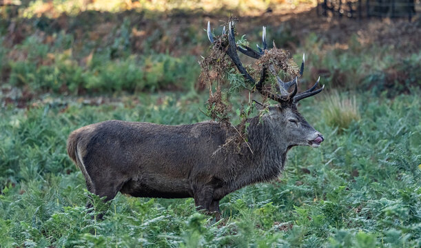 watching deer during the rut in richmond park england