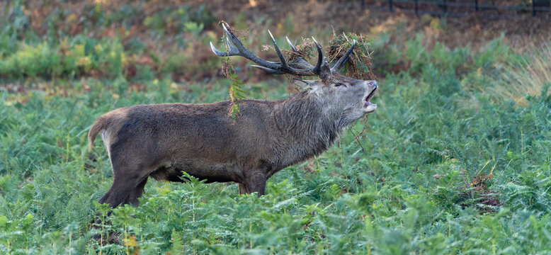watching deer during the rut in richmond park england
