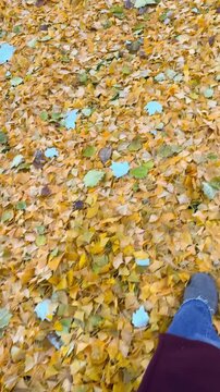 Point-of-view video of a person walking through yellow autumn leaves, accompanied by authentic footsteps and the relaxing sound of rustling dry leaves.