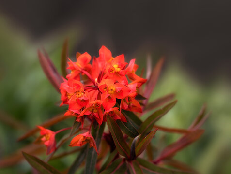 Closeup of flowers of Euphorbia griffithii 'Fireglow' in a garden in Spring