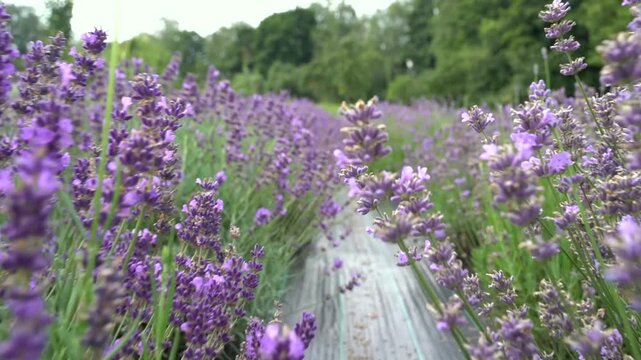 Fields of lavender enchant with vibrant colors under the clear sky