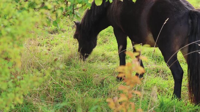 Black horse grazing on grass in a green pasture among shrubs and trees. Equine livestock feeding outdoors. Horse farming and animal husbandry. Herbivore feeding in the countryside.