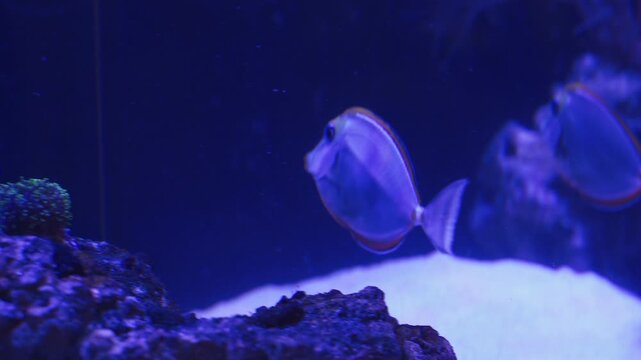 Explore a vibrant marine aquarium with colorful fish and dazzling corals