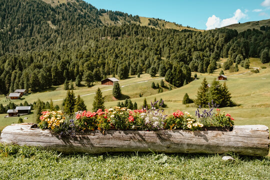 Colorful alpine meadow with wildflowers and forest in the Dolomites, Italy