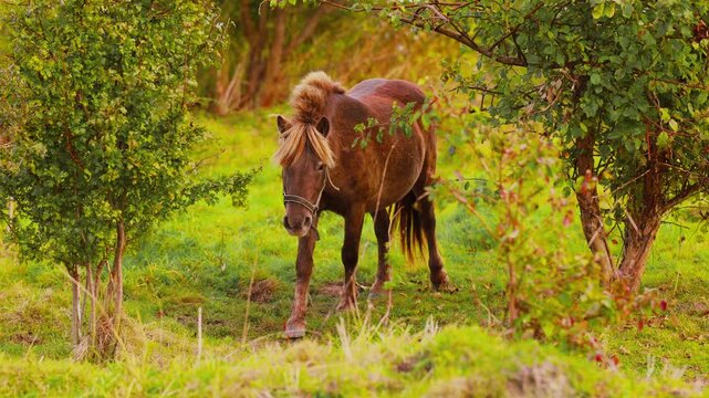 Brown pony walking toward camera through a leafy pasture. Domestic horse in wooded countryside. Farm animal and equestrian life. Rural nature and livestock.