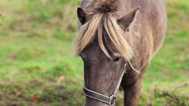 Pony in halter lowers its head in a grassy paddock. Domestic horse portrait. Pasture grazing, farm life and livestock. Rural countryside and equine animal care.