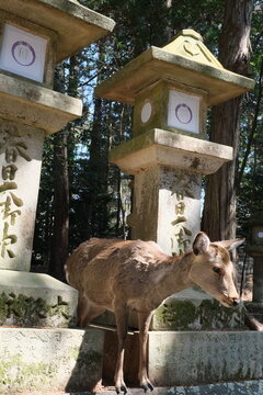 Sacred Deer Among Stone Lanterns at Kasuga Taisha Shrine in Nara, Japan