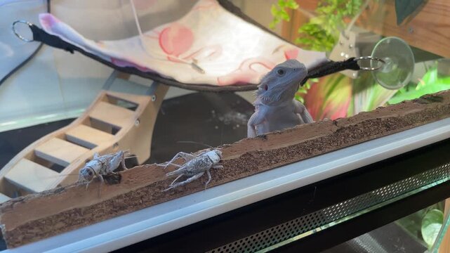 Bearded dragon climbing terrarium glass wall toward wooden ledge while crickets rest on bark strip inside enclosure under soft indoor light