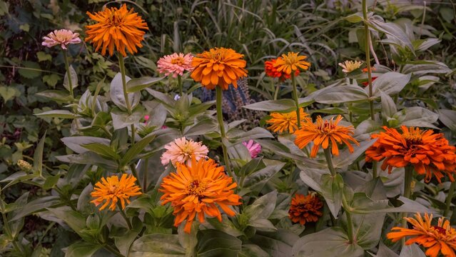 A Zinnia garden in summer.