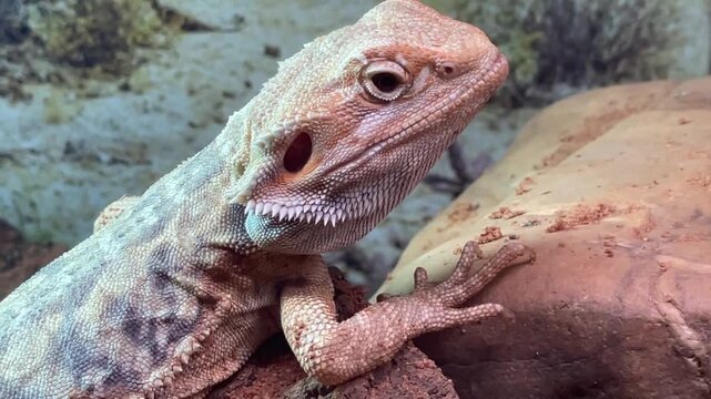 closeup of bearded lizard lifting head, rock inside terrarium, showing textured granular scales, spiny beard, round eye.