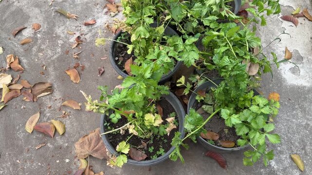 Potted Celery Apium Graveolens Plants Row on Old Concrete Floor Video