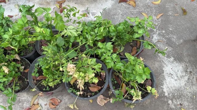 Potted Celery Apium Graveolens Plants Row on Old Concrete Floor Video