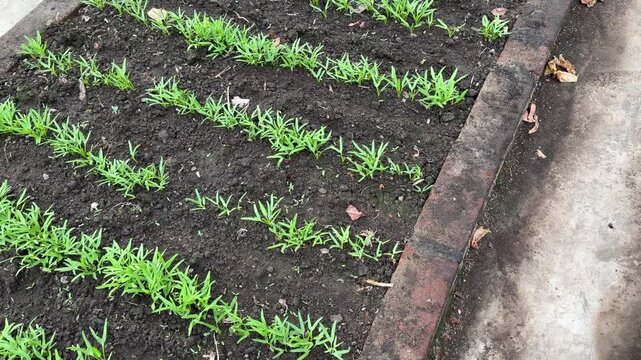 Sustainable Urban Farming of Ipomoea Aquatica Water Spinach on Concrete Floor - Food Security Concept