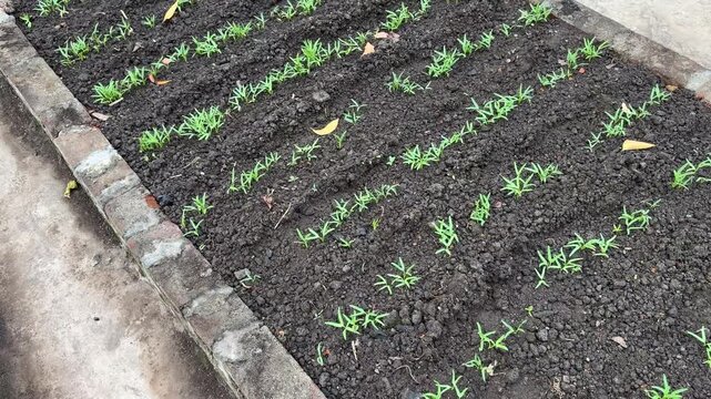 Sustainable Urban Farming of Ipomoea Aquatica Water Spinach on Concrete Floor - Food Security Concept