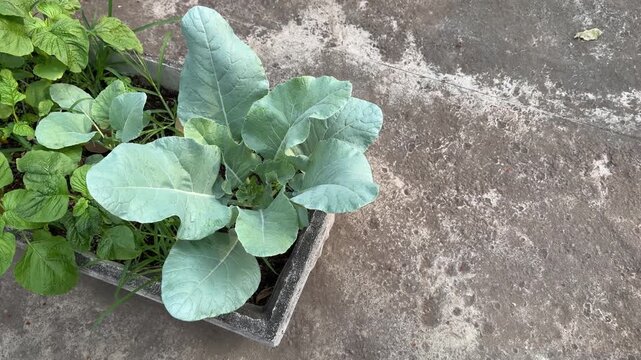Green broccoli cabbage leaf plant, concrete planter box urban farming, 4K horizontal video