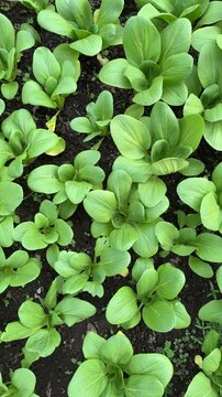Cultivation of Pak Choi Brassica Rapa Vegetable Plant in Organic Dirt 4k Vertical Video