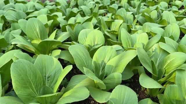 Green Bok Choy Leafy Vegetable Agriculture Farming in Compost Soil 4K Clip
