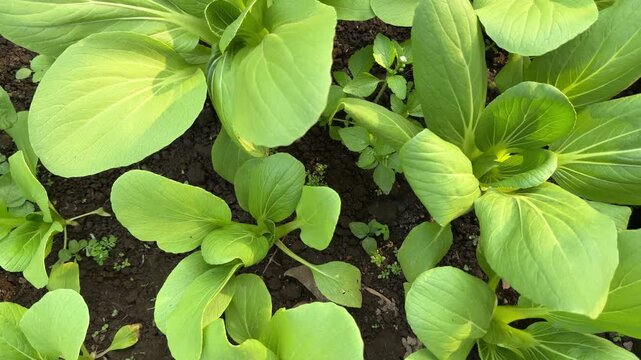 Fresh Organic Bok Choy Brassica Rapa Chinensis Crop Growing in Farm Soil 4K Video