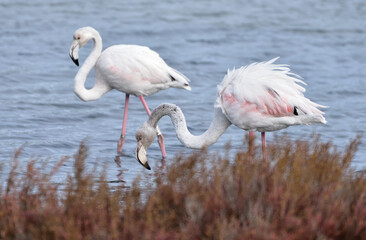 flamingos in the water © GTood 