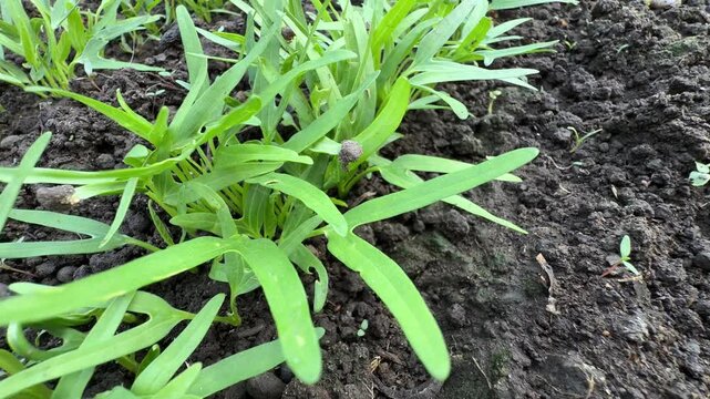 Young Water Spinach Ipomoea Aquatica Sprout on Dark Soil