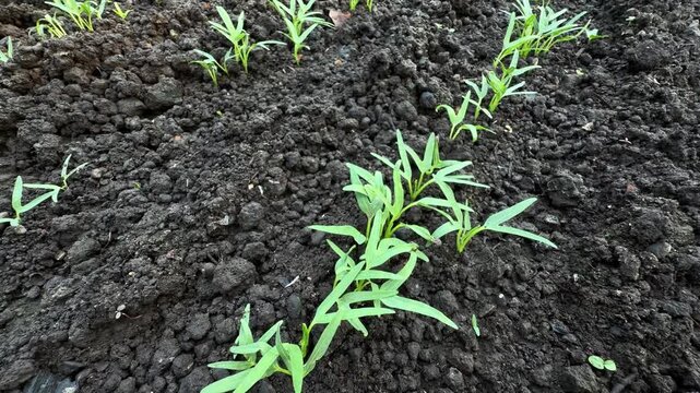 Organic Kangkung Seedling Ipomoea Aquatica Growing in Dark Compost Dirt Footage