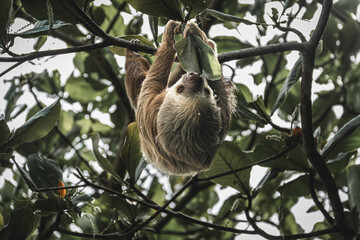 Sloth hanging from tree branches in Costa Rica rainforest © Juall