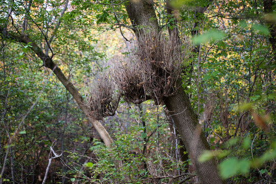 Maladie du balai de sorci&egrave;re sur un arbre dans la for&ecirc;t