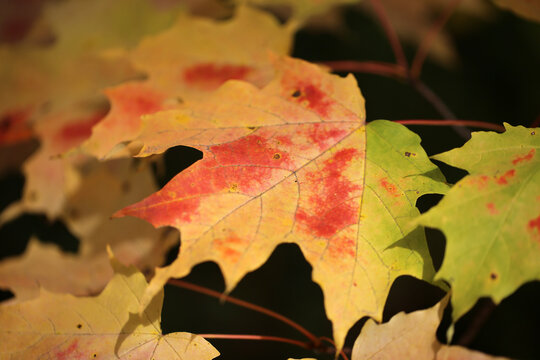 Une feuille d'&eacute;rable en automne, Qu&eacute;bec, Canada.