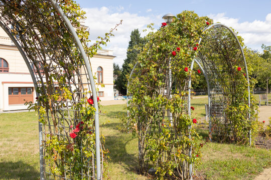 Flowering rose arches with red blossoms beside a historic pale building and lawn under a blue sky in a landscaped outdoor garden setting