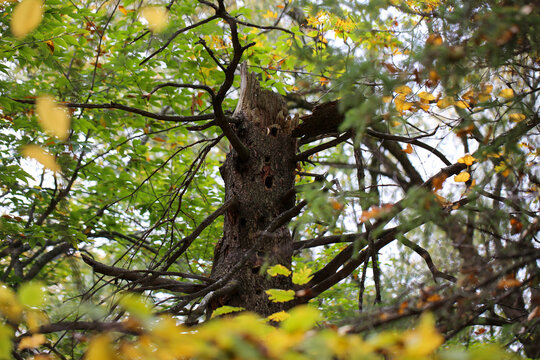 Un arbres avec des trous dans la for&ecirc;t en &eacute;t&eacute;	