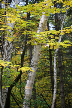 Un bouleau en automne, Qu&eacute;bec, Canada