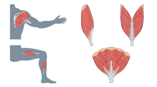 Anatomical Illustration of Muscle Fiber Architecture Including Unipennate Bipennate and Multipennate Muscle Types Shown on Human Body Silhouettes of the Shoulder Arm and Leg Regions