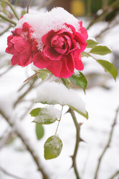 Pink rose flower covered with first snow