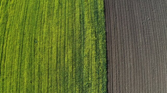 Drone flight over a blooming rape field and ploughed field, Hausruckviertel, Upper Austria, Austria