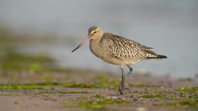 Black-tailed Godwit, Limosa limosa, bird on sand, Devon, England, United Kingdom