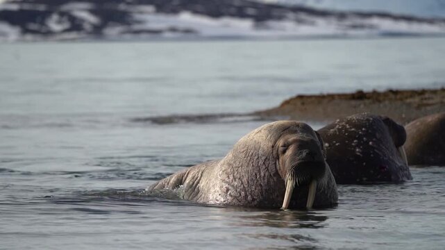 Video Walruses (Odobenus rosmarus) Svalbard, Norwegian Arctic, Norway
