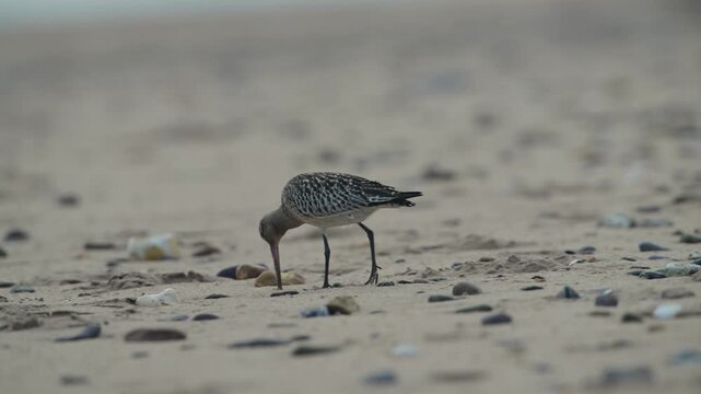 Black-tailed Godwit, Limosa limosa, bird on sand, Devon, England, United Kingdom
