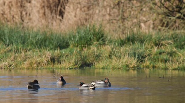 Eurasian Teal, Anas crecca, birds in spring courtship on marshes