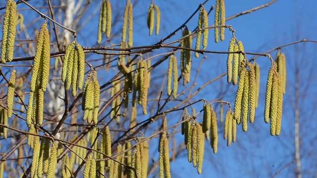 Common hazel (Corylus avellana), pollen