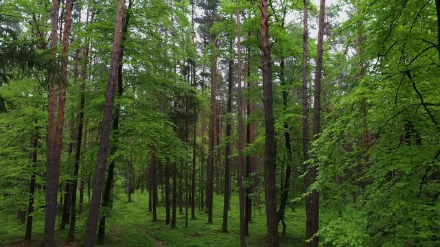 Drone flight through a deciduous forest and pine forest, pine forest, trees, forestry, summer, East Styrian hill country, Styria, Austria
