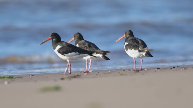 Eurasian Oystercatcher, Haematopus ostralegus, birds feeding on the beach at low tide, Dawlish Warren, Devon, England, United Kingdom