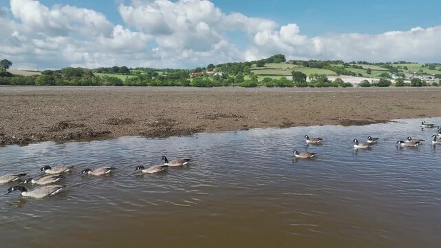 Canada Goose (Branta Canadensis) on River Teign from a drone at low tide, Newton Abbot, Devon, England, United Kingdom