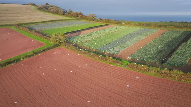 Gulls in fly over autumn Fields and Farms from a drone, Sheldon, Devon, England, United Kingdom