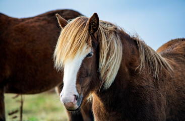 Portrait of Icelandic horse with blonde mane and white stripe on face close up in Iceland © Oleksandr Kashcheiev