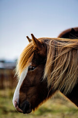 Side profile portrait of Icelandic horse with blonde mane and white face stripe in Iceland © Oleksandr Kashcheiev