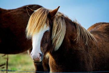 Portrait of Icelandic horse with blonde mane resting with closed eyes close up in Iceland © Oleksandr Kashcheiev
