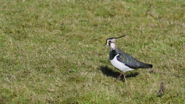 Northern Lapwing, Vanellus vanellus, birds on marshes at winter